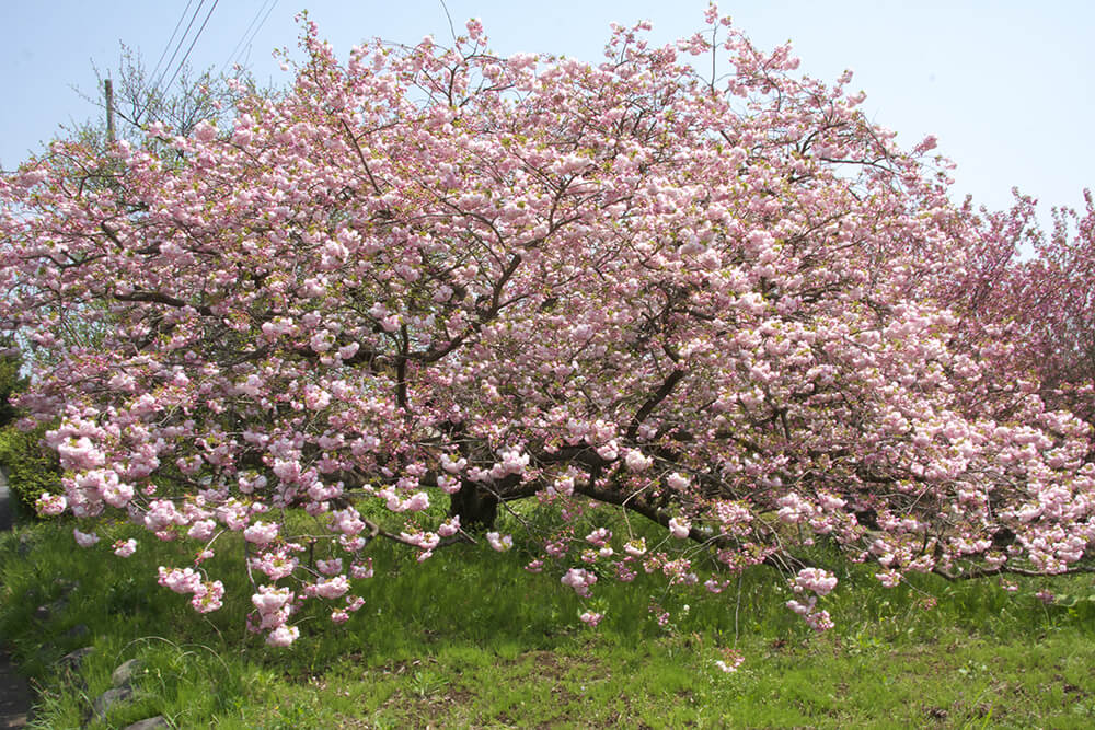 千村地区 八重桜の生産量日本一の景色 神奈川 東京多摩のご近所情報 レアリア