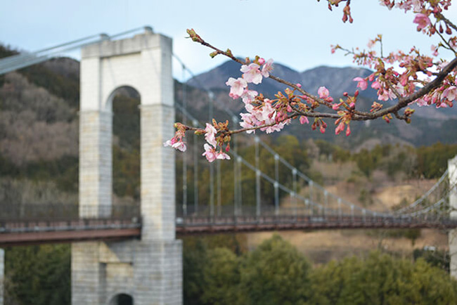 シンボルの「風の吊り橋」と桜の風景