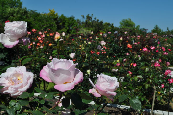 「ローズフェスティバル」平塚花菜ガーデンでバラ1300種が見頃です