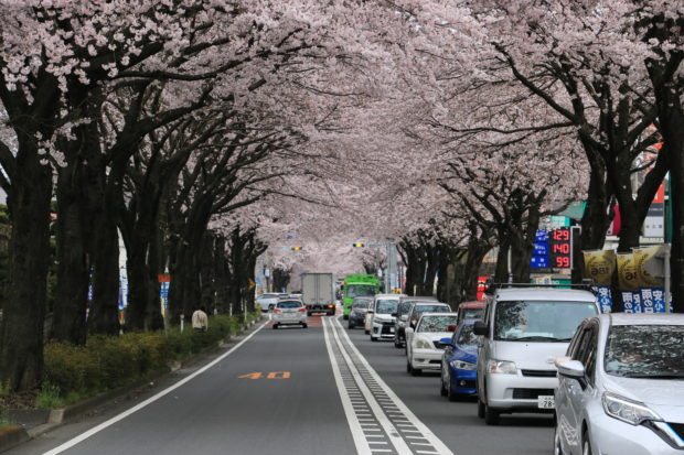 はだの桜みち 神奈川県内最長の桜並木 神奈川 東京多摩のご近所情報 レアリア