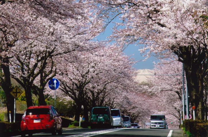 はだの桜みち／神奈川県内最長の桜並木