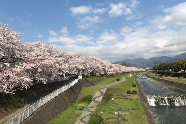 秦野市カルチャーパーク 水無川でソメイヨシノ散策 神奈川 東京多摩のご近所情報 レアリア