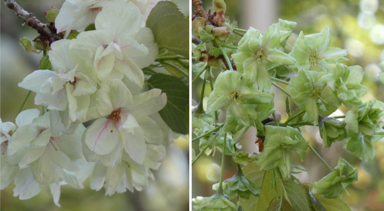 白笹稲荷神社／珍しい鬱金桜（うこん桜）と御衣黄桜（ぎょいこう