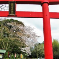白笹稲荷神社／珍しい鬱金桜と御衣黄桜咲く