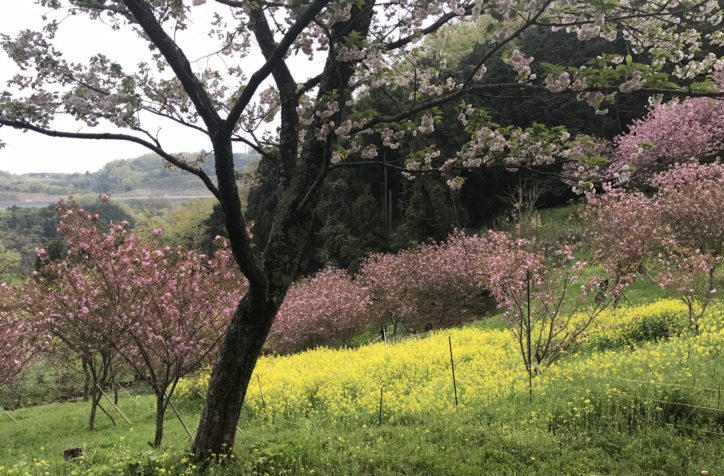 頭高山／八重桜と菜の花の絶景望む里山