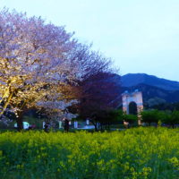 神奈川県立秦野戸川公園／八重桜と風の吊り橋ライトアップ
