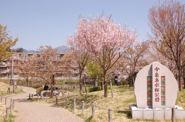 今泉名水桜公園／秦野駅近でほぼ一年中桜が楽しめる