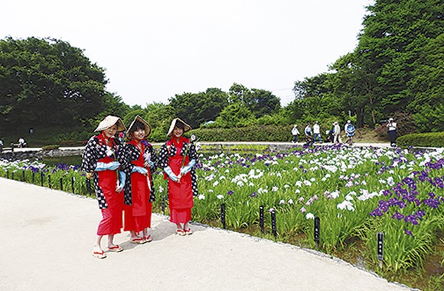 県立相模原公園で第33回しょうぶまつり 神奈川 東京多摩のご近所情報 レアリア