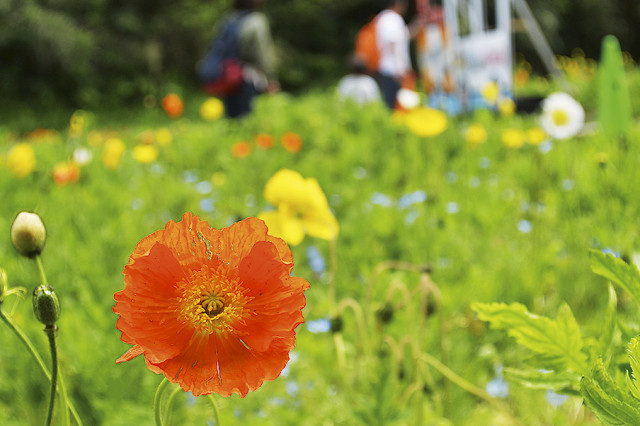5種類のポピー開花リレー ポピーまつり17 くりはま花の国 横須賀 レアリア
