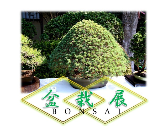 大磯の旧吉田茂邸地区で季節感じる「盆栽展」