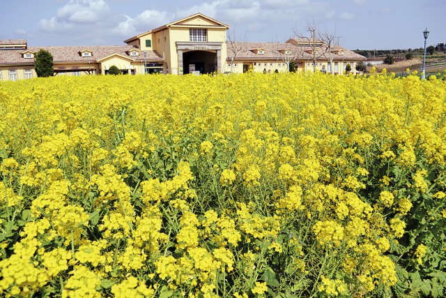 咲き誇る５千本の菜の花＠ソレイユの丘in横須賀