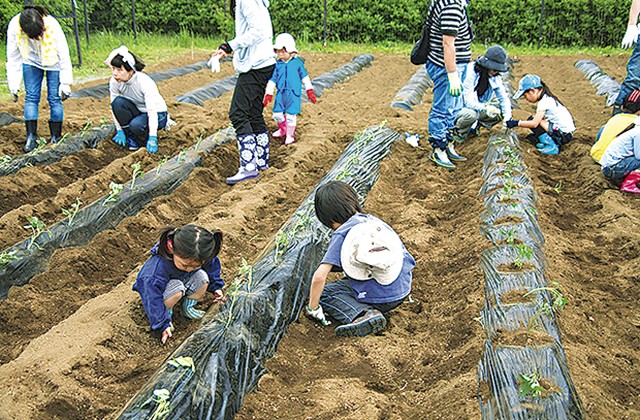 親子でサツマイモ作り隊参加者募集 〜県立秦野戸川公園〜