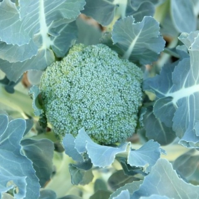 MARK IS みなとみらい屋上庭園で秋冬野菜の収穫体験をしよう