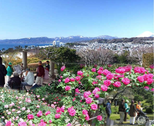 県立大磯城山公園で3日間限定の“ユニバーサルデー”～車いすなどを運ぶ車両乗り入れを開放～