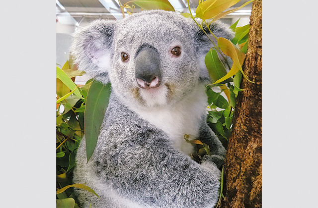 金澤動物園 コアラ来園30周年イベント実施中 11 30まで 神奈川 東京多摩のご近所情報 レアリア