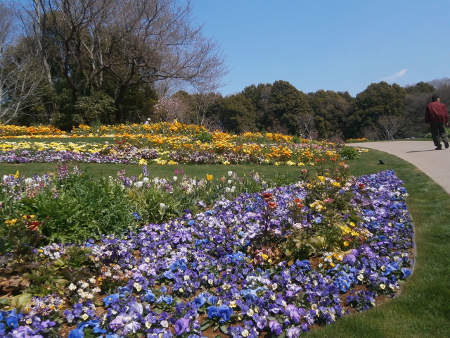 《春爛漫の三園・花めぐり》～第33回全国都市緑化よこはまフェアに寄せて～4月28日開催