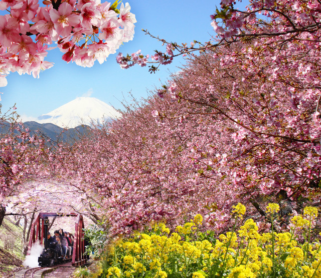 松田山からひと足早く桜の便り まつだ桜まつり 神奈川 東京多摩のご近所情報 レアリア