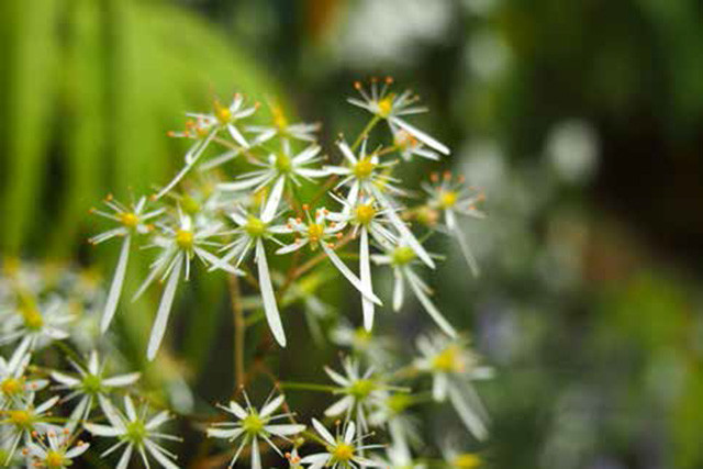 今のうちに、箱根の秋を満喫。木の実も樹も花も秋のハーモニー。