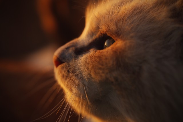 ねこ愛あふれる写真600点以上が集結！「大佛次郎×ねこ写真展2017」＠大佛次郎記念館(横浜市中区)