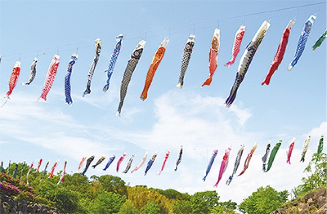 茅ヶ崎＠春の里山公園まつり　300匹の鯉のぼりも