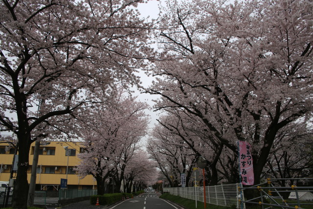 【4月2日】ジュース・お茶は無料！かすみ堤お花見広場（川崎市高津区）で「久地桜まつり（くじさくらまつり）」