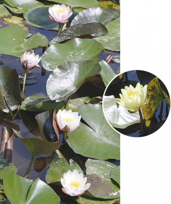 思わずモネを真似したくなる!!松永記念館の睡蓮