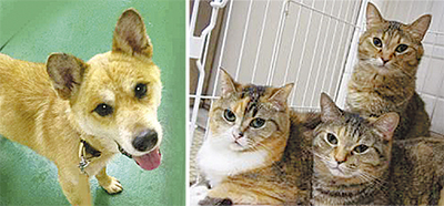 「犬・猫の現状知って」神奈川県動物保護センター見学会11月9日(木)開催
