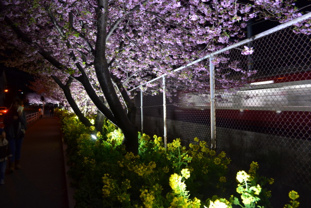 早咲きの河津桜を眺めながら優雅なひと時を!三浦海岸桜まつり