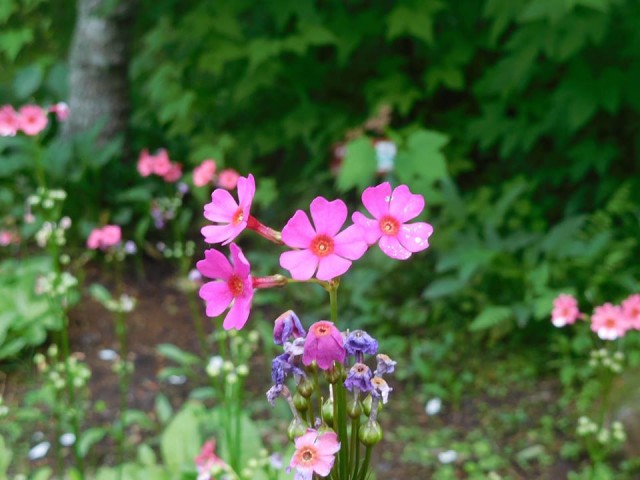 箱根湿生花園　初夏の花が百花繚乱。涼しうつくし、こころ豊かに梅雨を楽しむ。