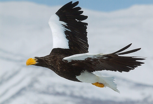 ≪6/9まで 相模原で野生研究家・小川さんによる写真展≫ 日本の世界遺産に息づく動物、自然の魅力に迫る
