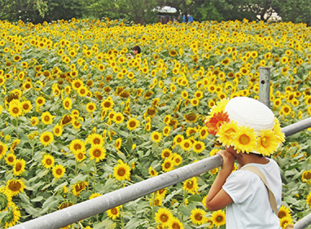 神奈川の絶景ひまわり畑！座間市で45万本咲き誇る『ひまわりまつり』開催【8月10日～8月15日】