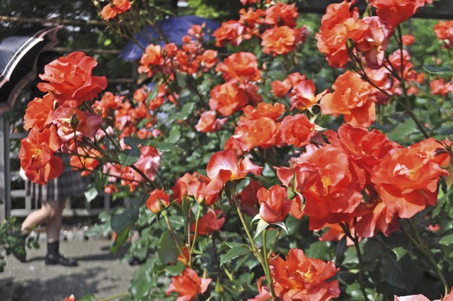 大磯町 旧吉田茂邸で香りにうっとり バラ満開