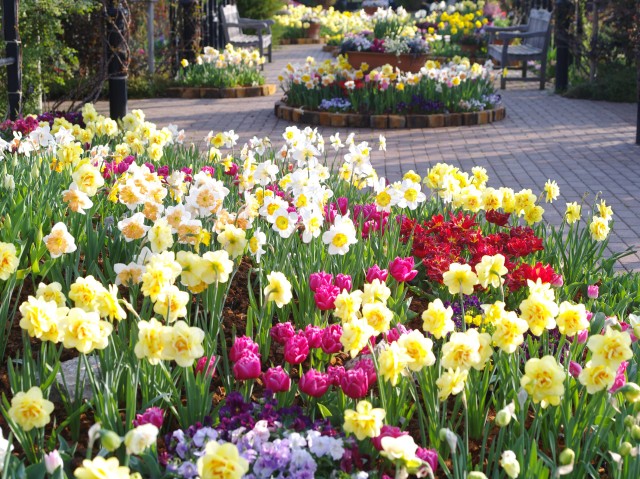 花のシーズン到来！「英国フェア」3月18日～5月7日＠横浜イングリッシュガーデン(横浜市西区)