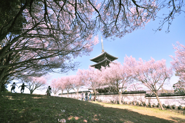 1月末まで作品募集中！街の魅力を発掘しよう「麻生区観光写真コンクール」（川崎市）