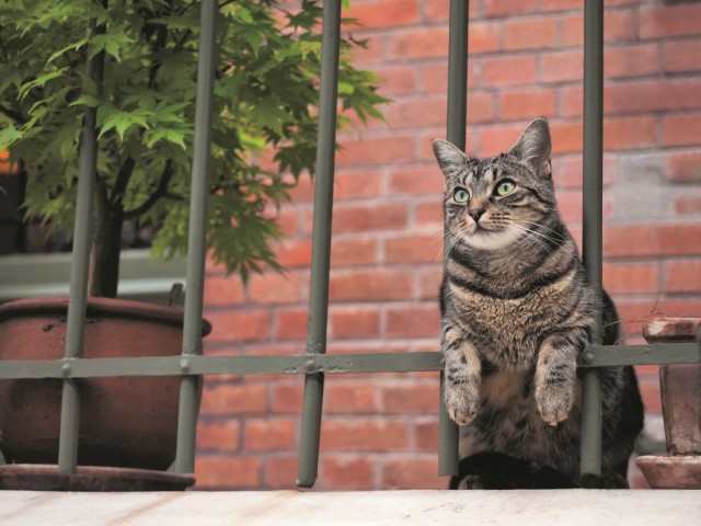 〝ネコ目線〟の写真展「岩合光昭の世界ネコ歩き」　放送ライブラリー（横浜市中区）で開催中