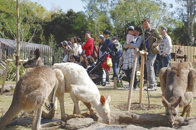 金沢動物園新オセアニア区、カンガルー間近で見られます！