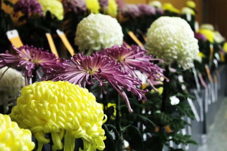 川崎市内最大規模の菊花大会！大輪２６０点展示「第６５回川崎菊花大会」＠稲毛公園