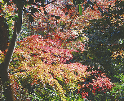 金沢動物園や権現山を歩こう！秋の金沢巡るウォーキング企画