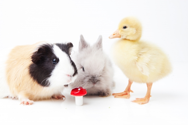 瀬谷本郷公園に小動物がやってくる！