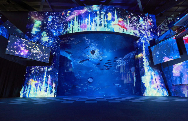 夜の新江ノ島水族館 クリスマスまで満天の星降る水族館に 夜の新江ノ島水族館 クリスマスまで満天の星降る水族館に