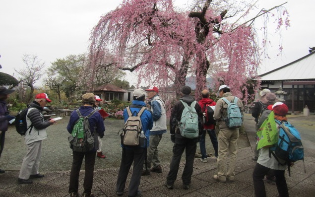 横野と戸川の寺社と水無川・桜土手古墳公園の桜散策