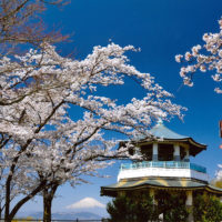 弘法山公園／お花見登山しよう