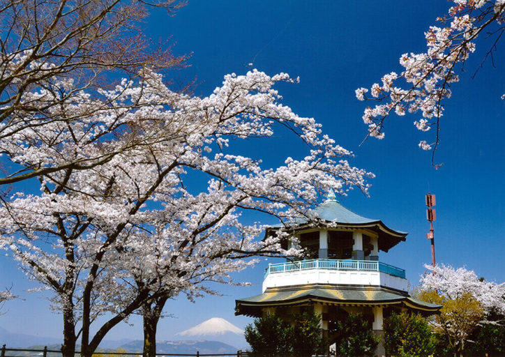 弘法山公園 お花見登山しよう 神奈川 東京多摩のご近所情報 レアリア