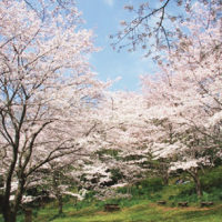 震生湖公園／ソメイヨシノ天高く咲き誇る