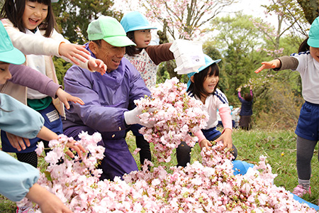 千村地区／八重桜の生産量日本一の景色