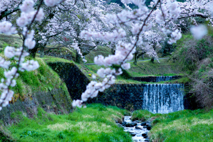 新田川～葛葉川／不動の滝と出合えるお花見コース