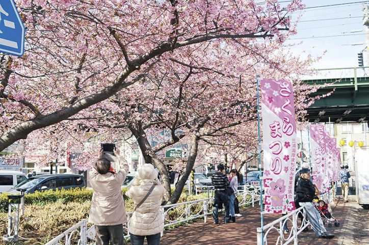 河津桜で春ほころぶ 三浦海岸桜まつり ライトアップも 3月4日まで 神奈川 東京多摩のご近所情報 レアリア