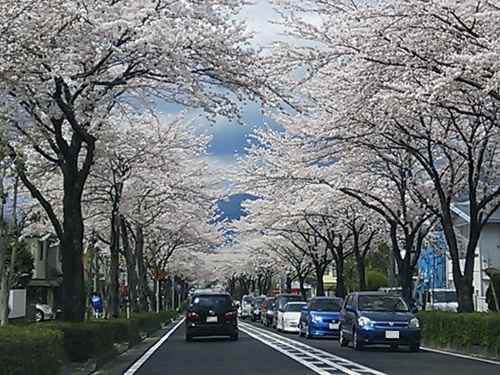 無料周遊バスで巡る秦野桜の名所　