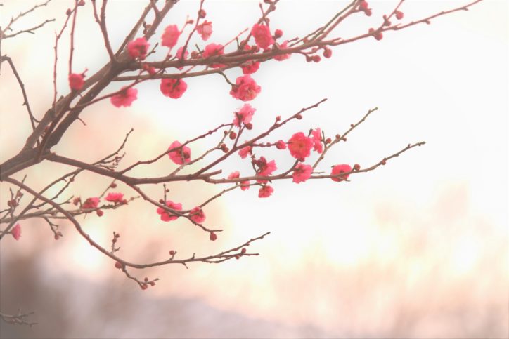 【かながわの花の名所100選】徳富蘇峰記念館庭園の梅