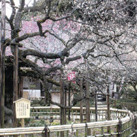 50種500本の梅が咲く京王百草園で恒例の「梅まつり」＜2023年2月4日～3月12日＞